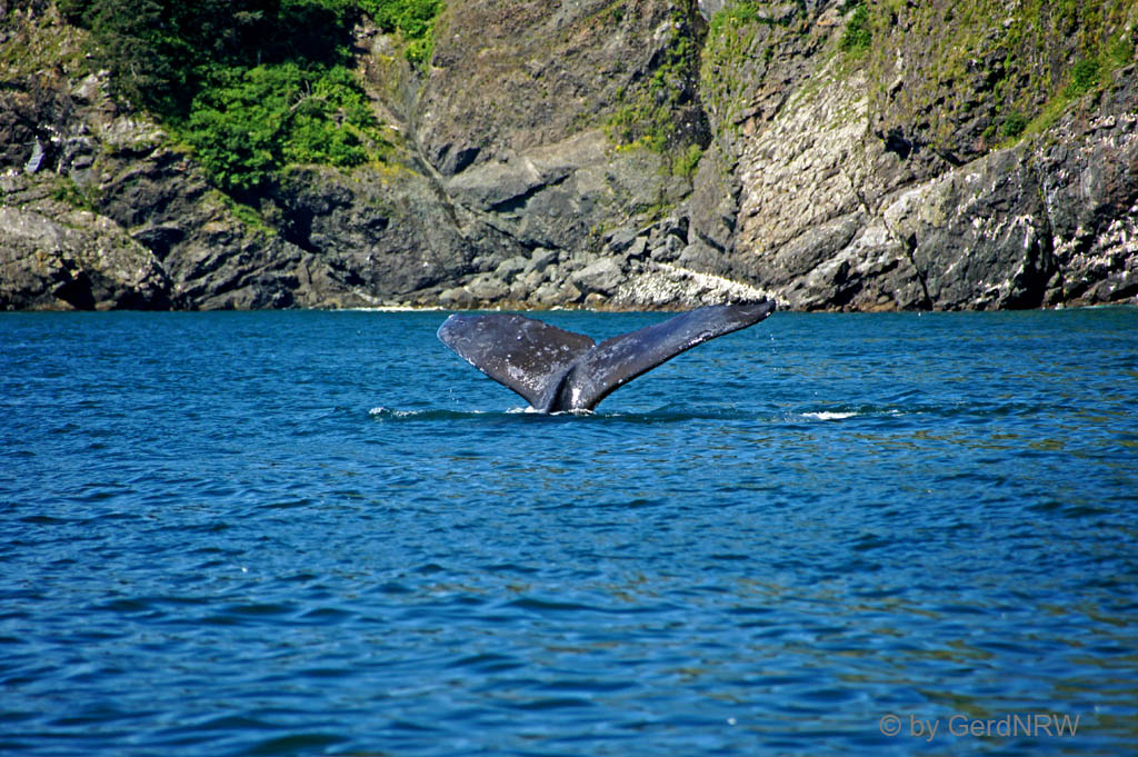 Whale watching tour with Northern Latitude Adventures, Humpback whale (Buckelwal), Resurrection Bay, Seward, Alaska, USA