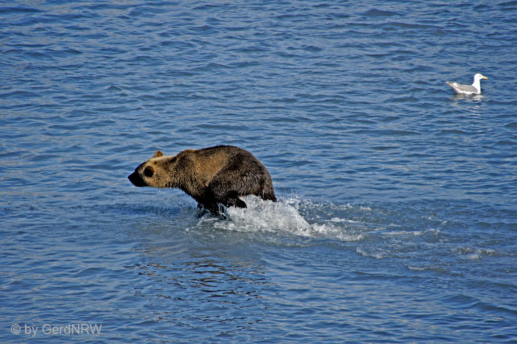 Grizzly bear hunting Pink Salmon (Buckellachse) close to Valdez Hatchery, Valdez, Alaska, USA