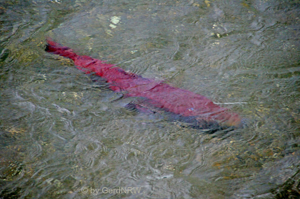 Sockeye salmon (Rotlachs) at Ship Creek, Anchorage, USA