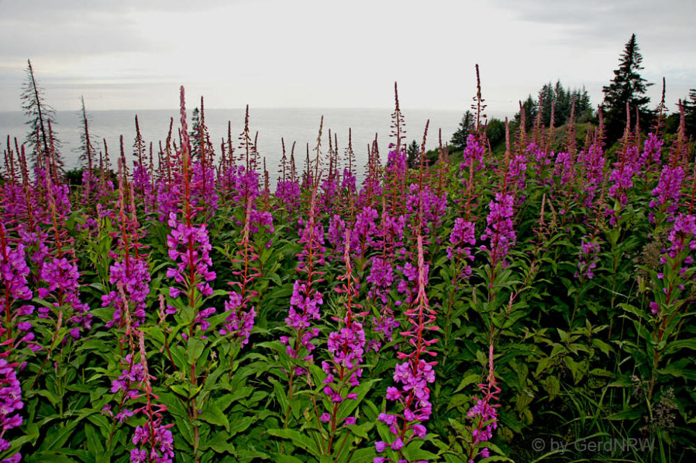 Fireweed (Schmalblaettriges Weidenroeschen), Kenai Peninsula, Alaska, USA
