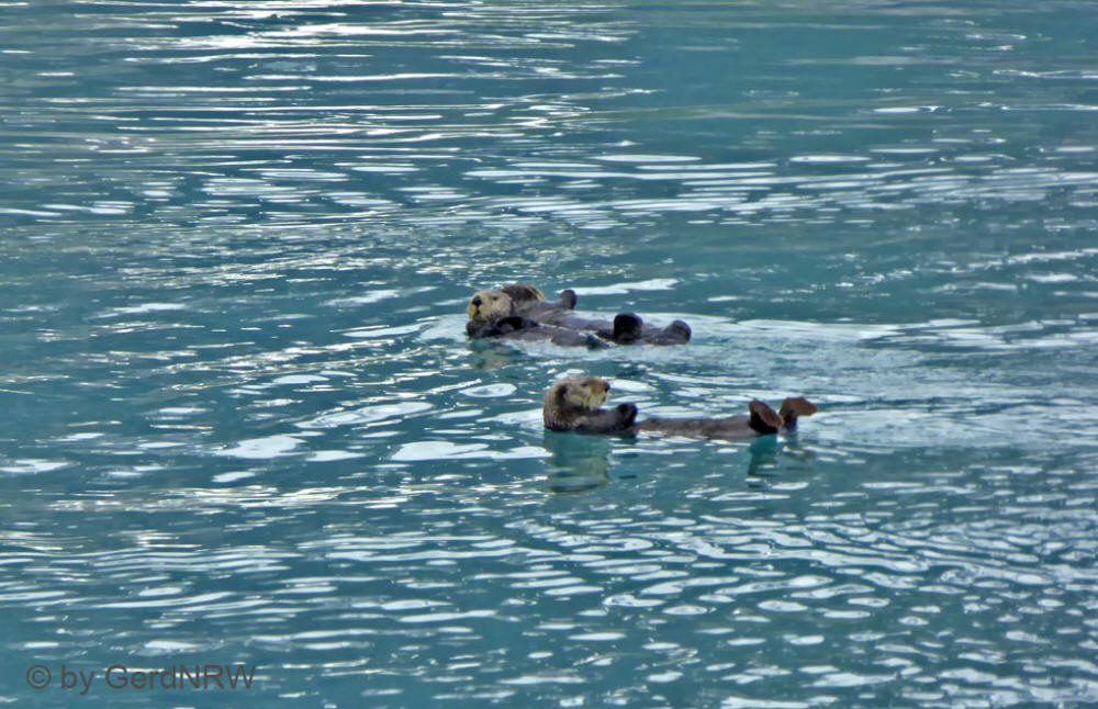 Sea otter, Prince William Sound