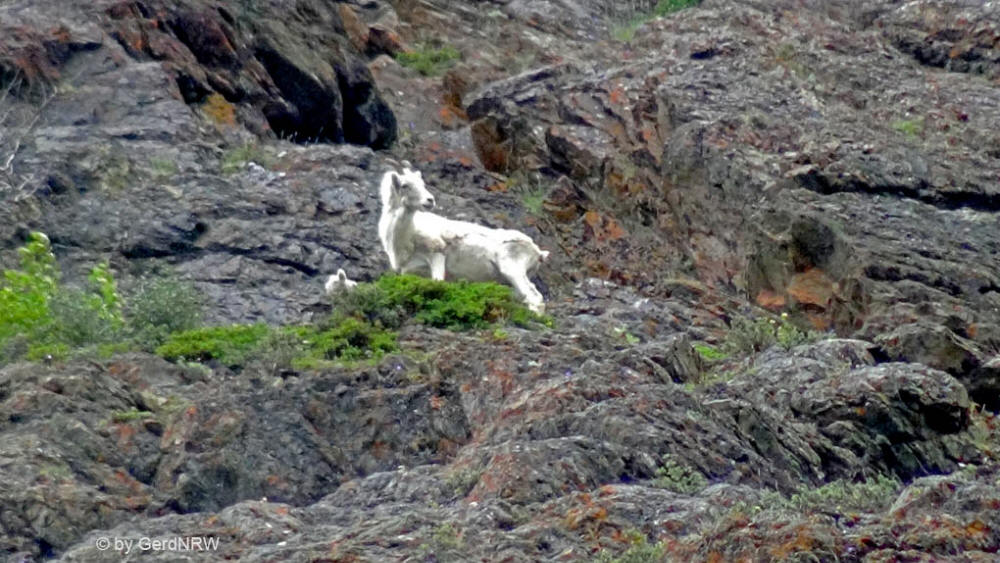 Mountain Goat (Bergziegen) - Turnagain Arm, Alaska, USA