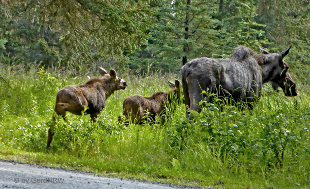 Moose with 2 calves, Kenai Peninsula, Alaska, USA