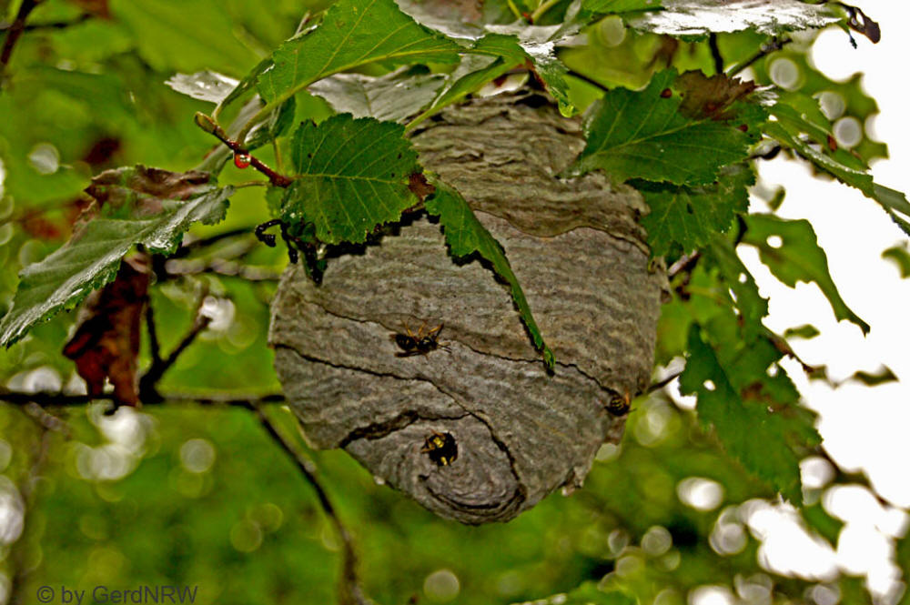Wasp nest, Kenai Peninsula, Alaska, USA