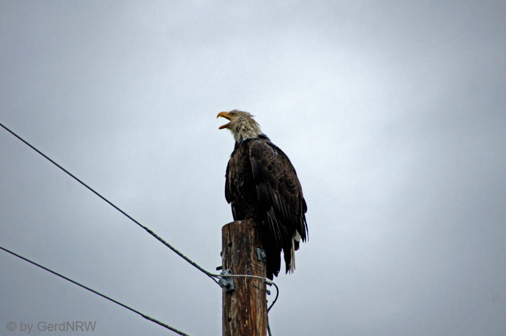 Bald Eagle (Weisskopf-Seeadler), Homer, Alaska, USA