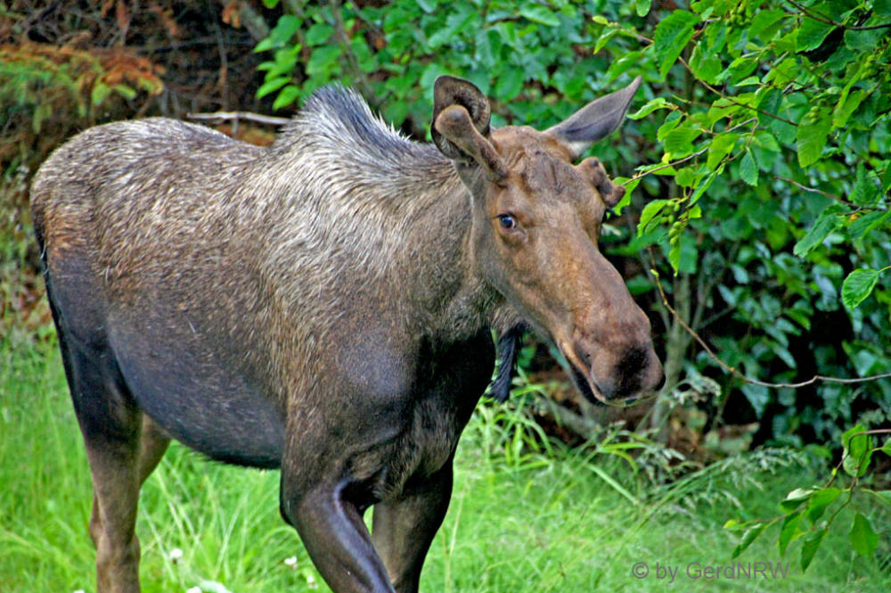 Moose (Elch), Homer, Alaska, USA