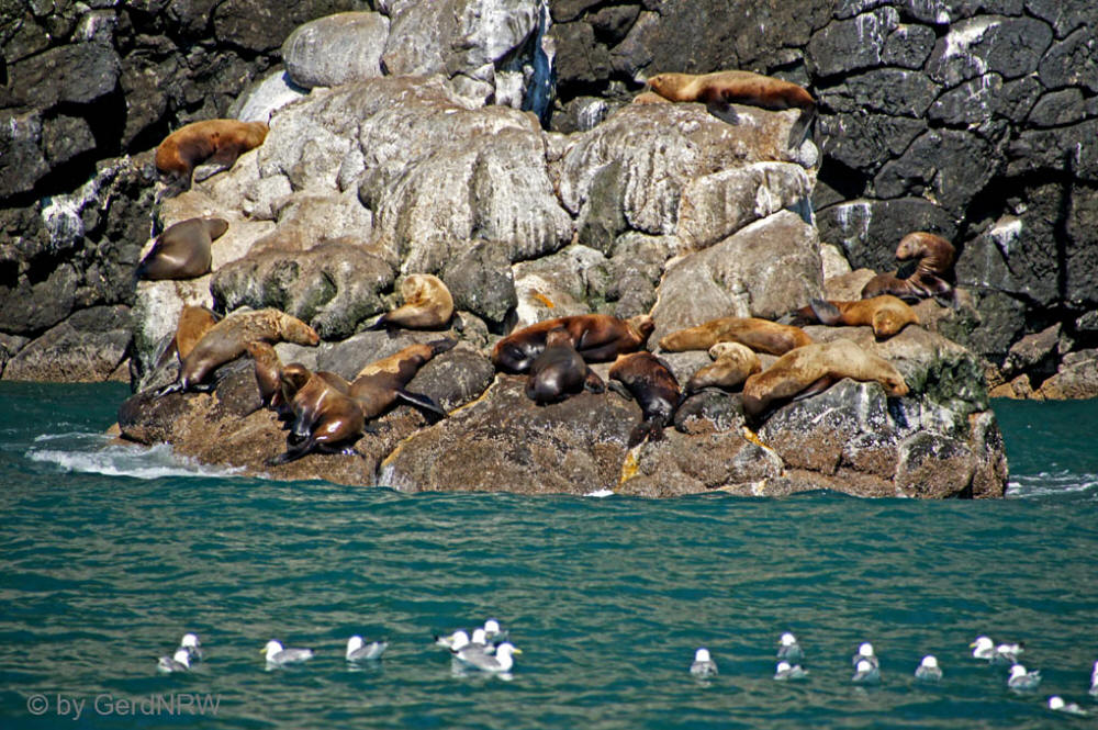 Whale watching tour with Northern Latitude Adventures, Sea lions (Seeloewen), Resurrection Bay, Seward, Alaska, USA