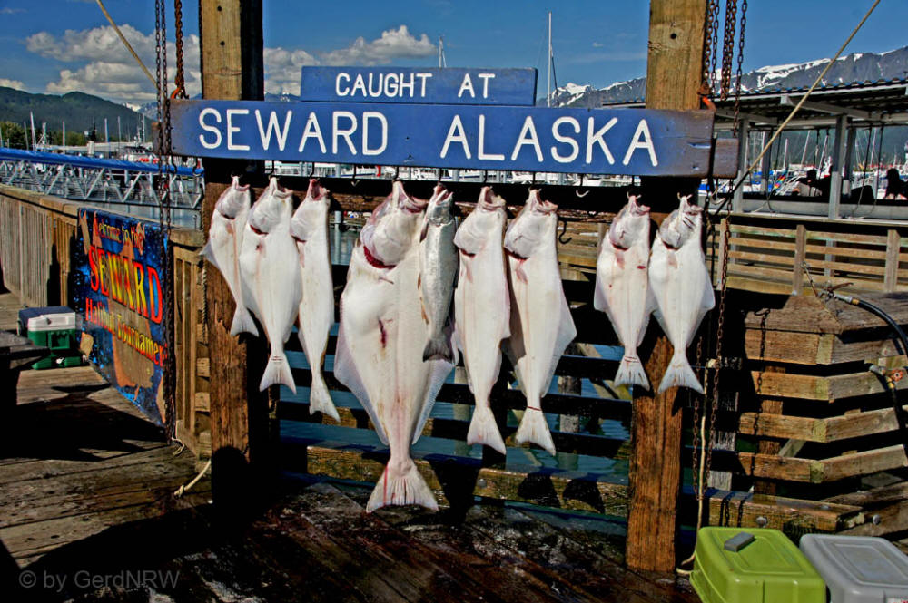 Halibut (Heilbutt) at small Boat Harbour, Seward, Alaska, USA