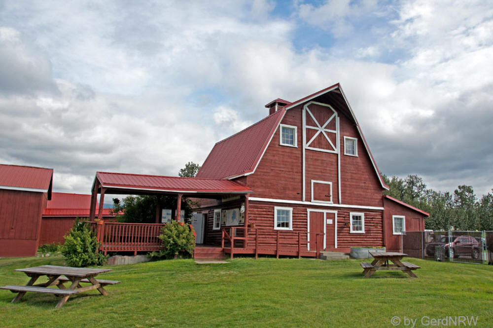 Musk Ox Farm, Palmer, Alaska, USA