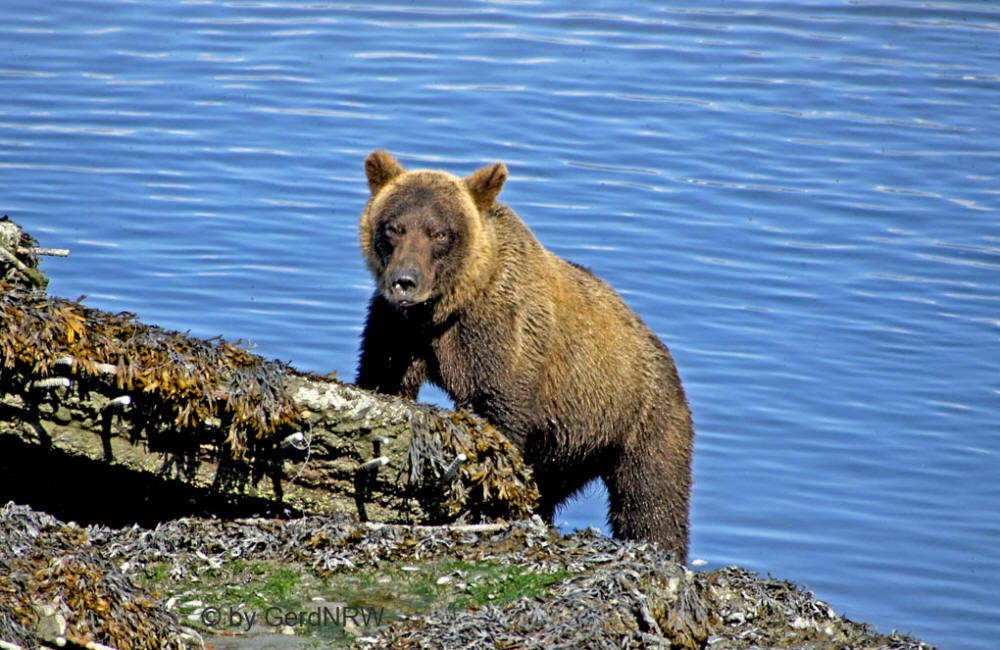 Grizzly bear close to Valdez Hatchery, Valdez, Alaska, USA