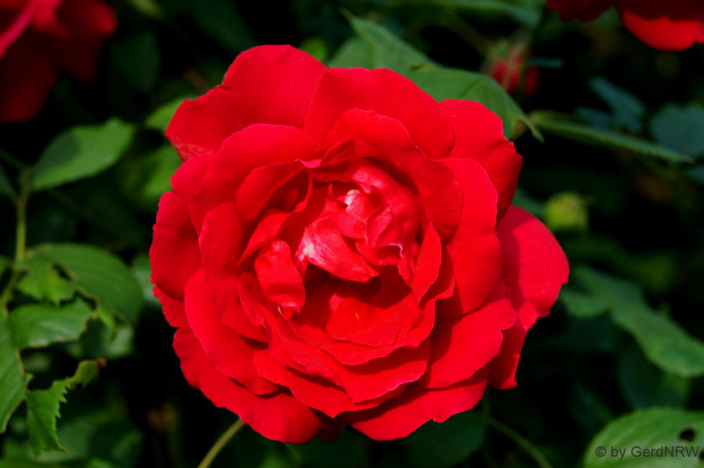 Rambler Rose - Kletterrose