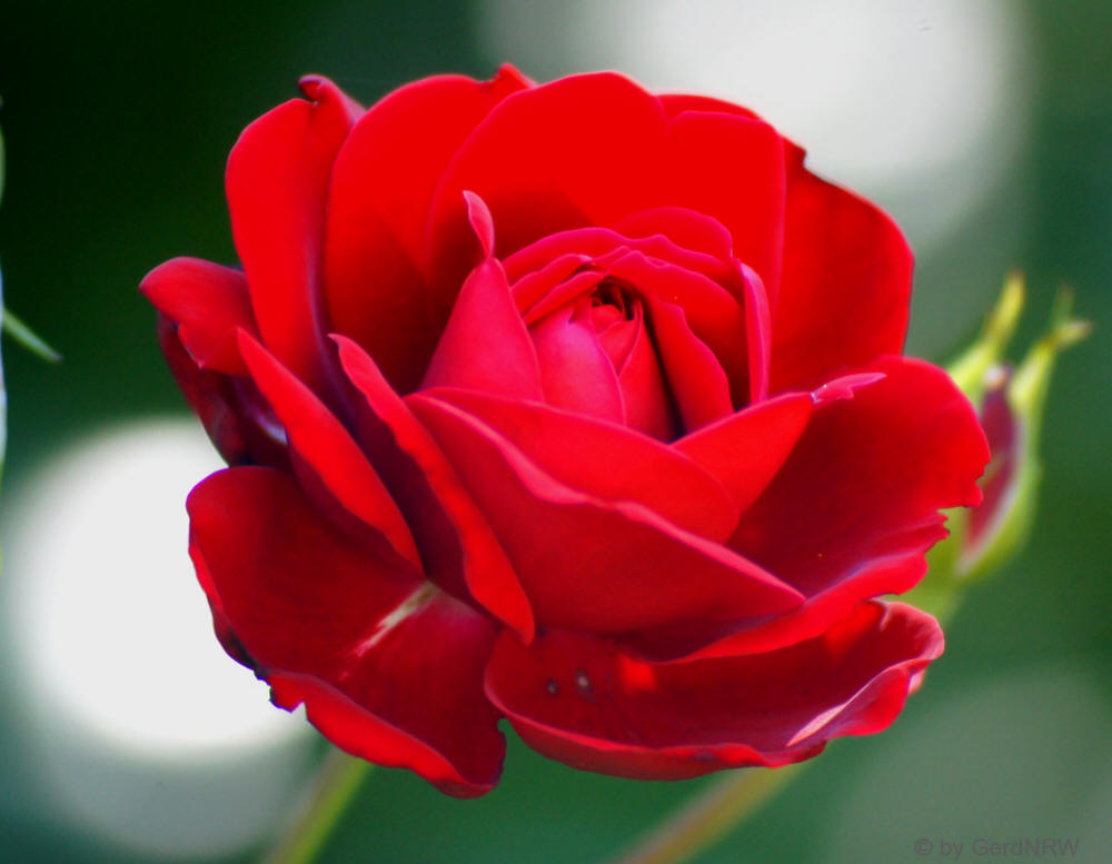 Rambler Rose - Kletterrose