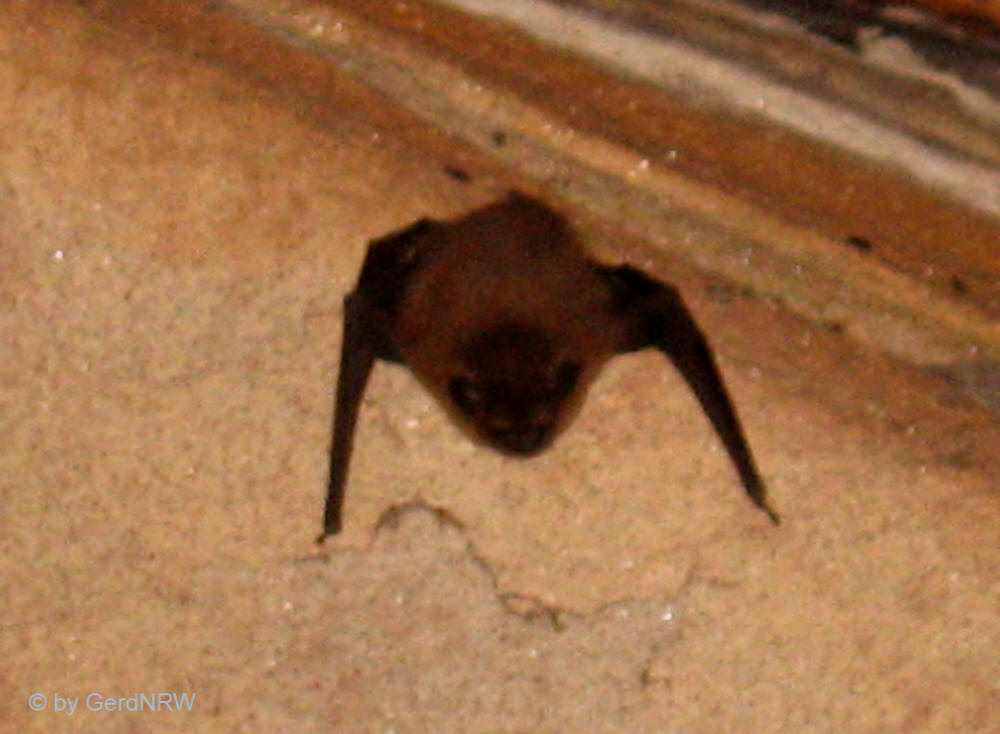 Bat in Durham Cathedrale, Durham, Durham County, UK - Fledermaus in der Kathedrale von Durham