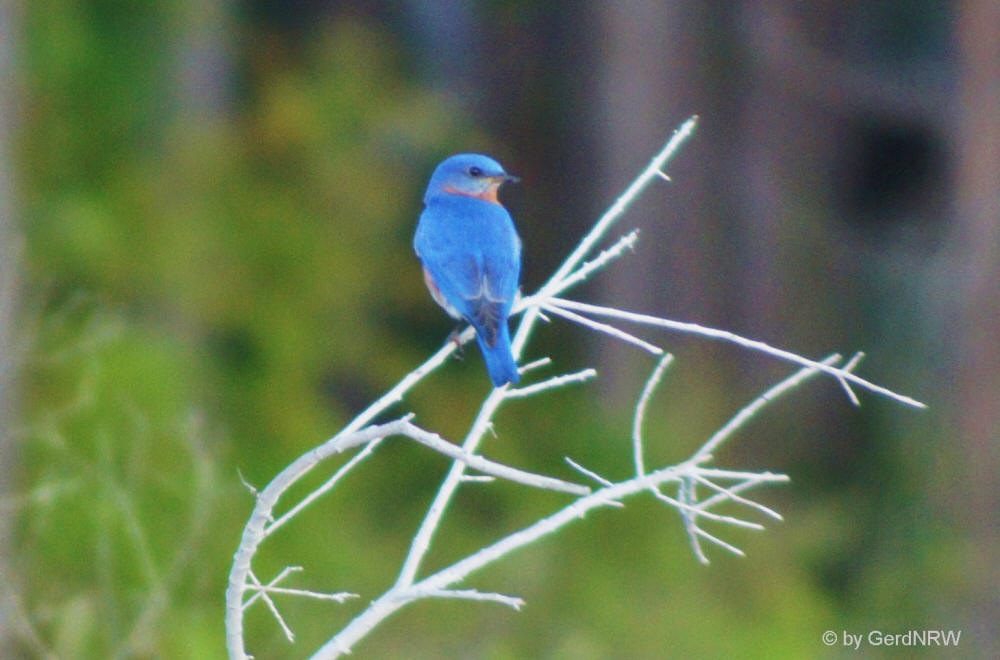 Eastern Bluebird (Rotkehl-Hüttensänger) at South Beach, Sea Pines, Hilton Head Island
