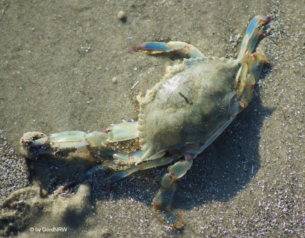Blue crab , Hilton Head Island