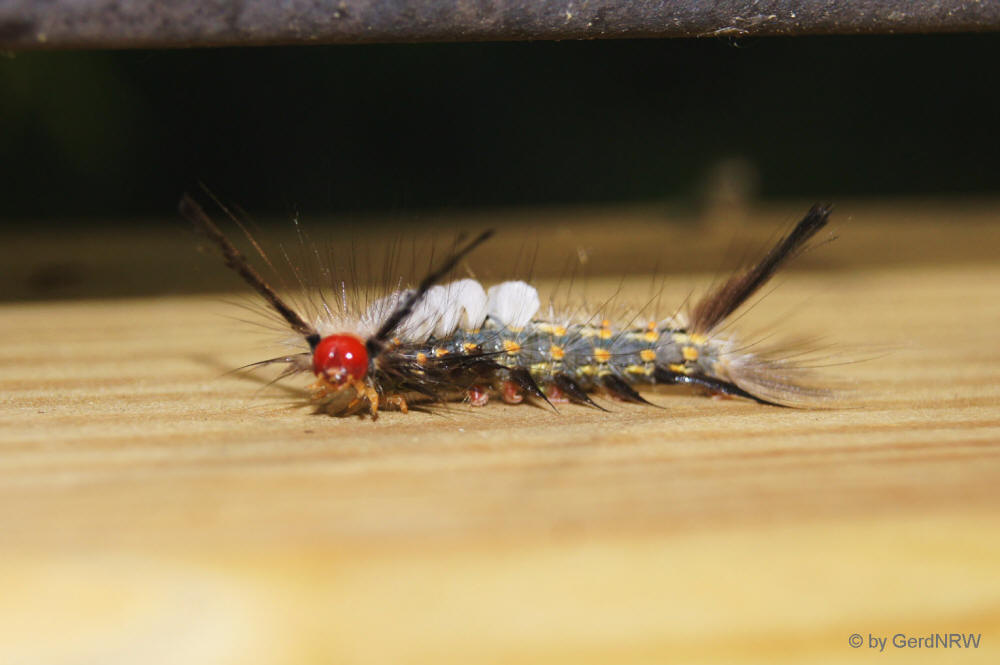 Unidentified Caterpillar (unbekannte Raupe) at Sea Pines Forest Preserve, Hilton Head Island