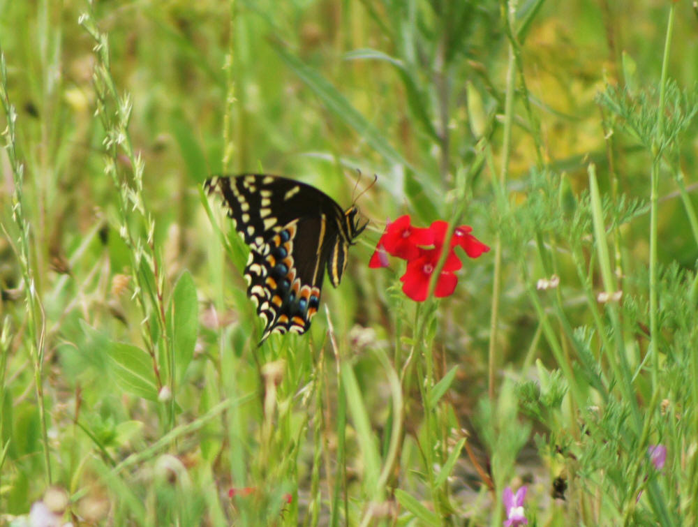 Swallowtail Butterfly (Ritterfalter) on Wild Flower Field at Sea Pines Forest Preserve, Hilton Head Island