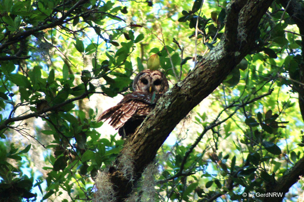 Barred Owl (Streifenkauz) at Sea Pines Forest Preserve, Hilton Head Island