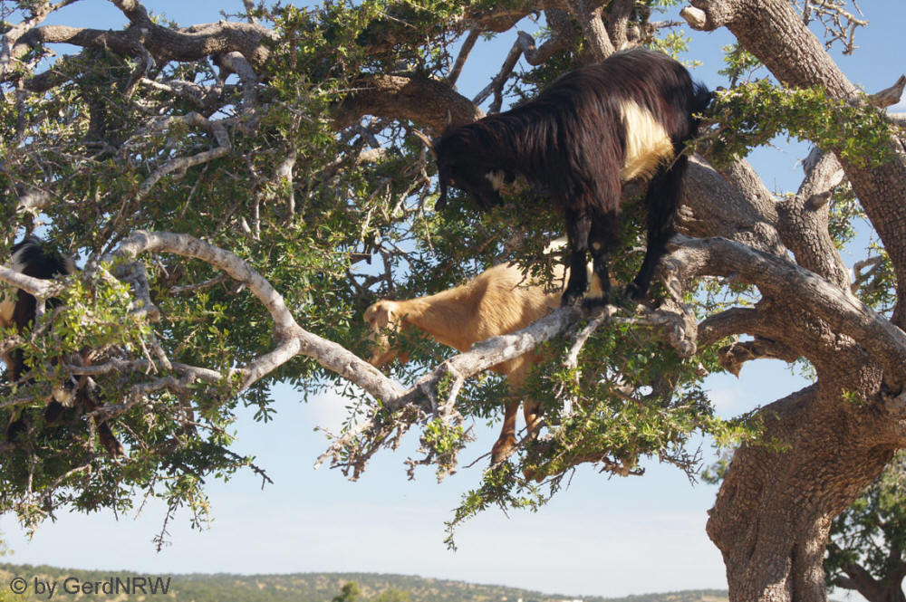 Goats in an Argan tree near Essaouira, Morocco - Ziegen im Arganbaum bei Essaouira, Marokko