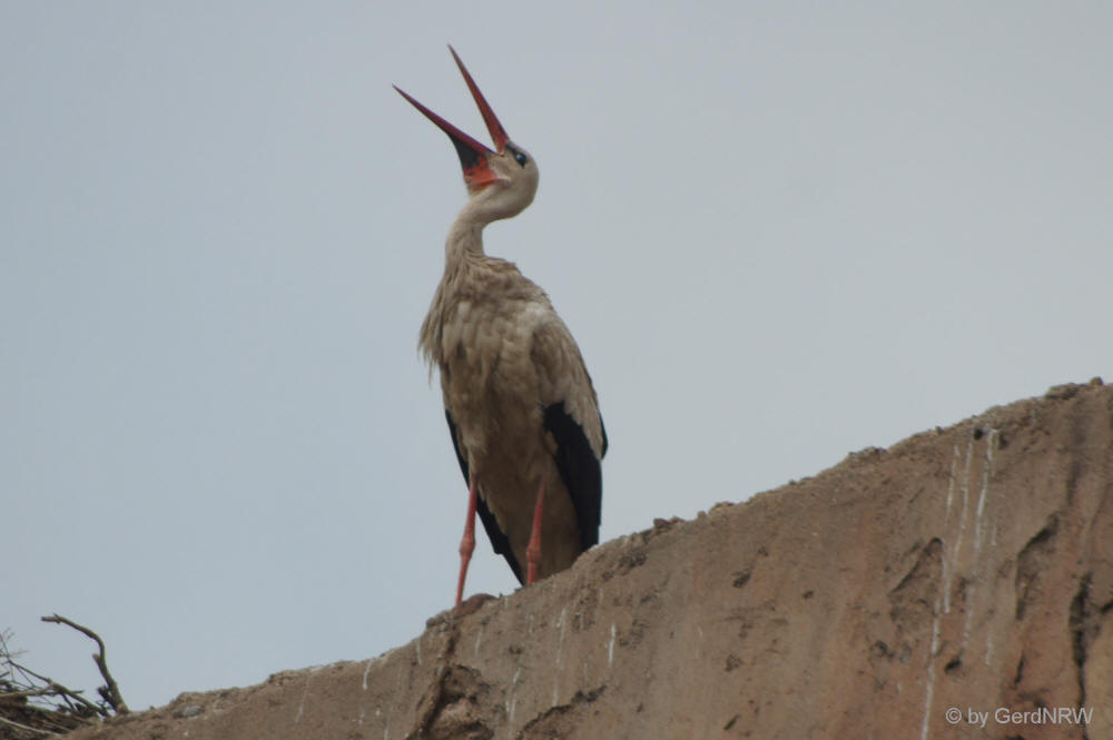 White Stork, Marrakesh, Morocco - Weißstorch, Marrakesch, Marokko