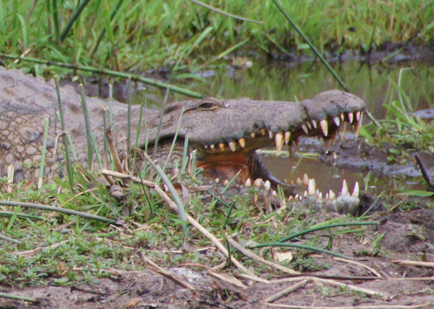 Crocodile - Krokodil