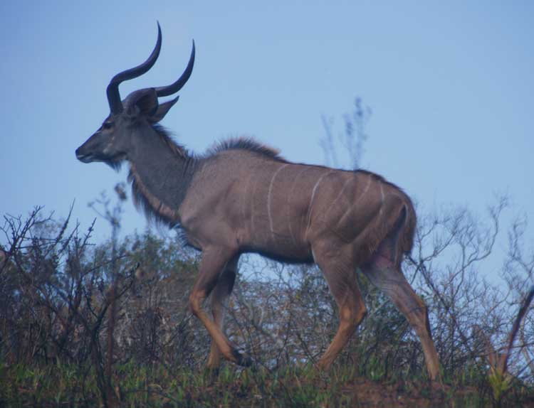 Kudu, iSimangaliso Wetland Nationalpark, South Africa - Kudu, iSimangaliso Wetland Nationalpark, Südafrika