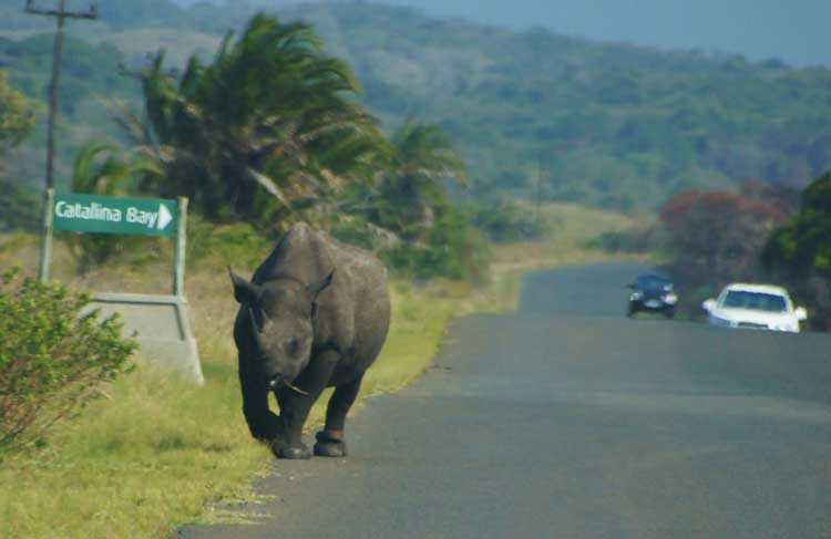 Rhino, iSimangaliso Wetland Nationalpark, South Africa - Nashorn, iSimangaliso Wetland Nationalpark, Südafrika