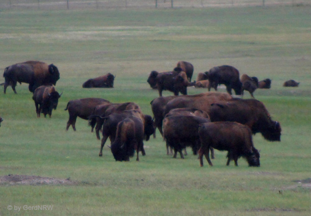 Wild Buffalos, Badlands Nationalpark, SD, USA