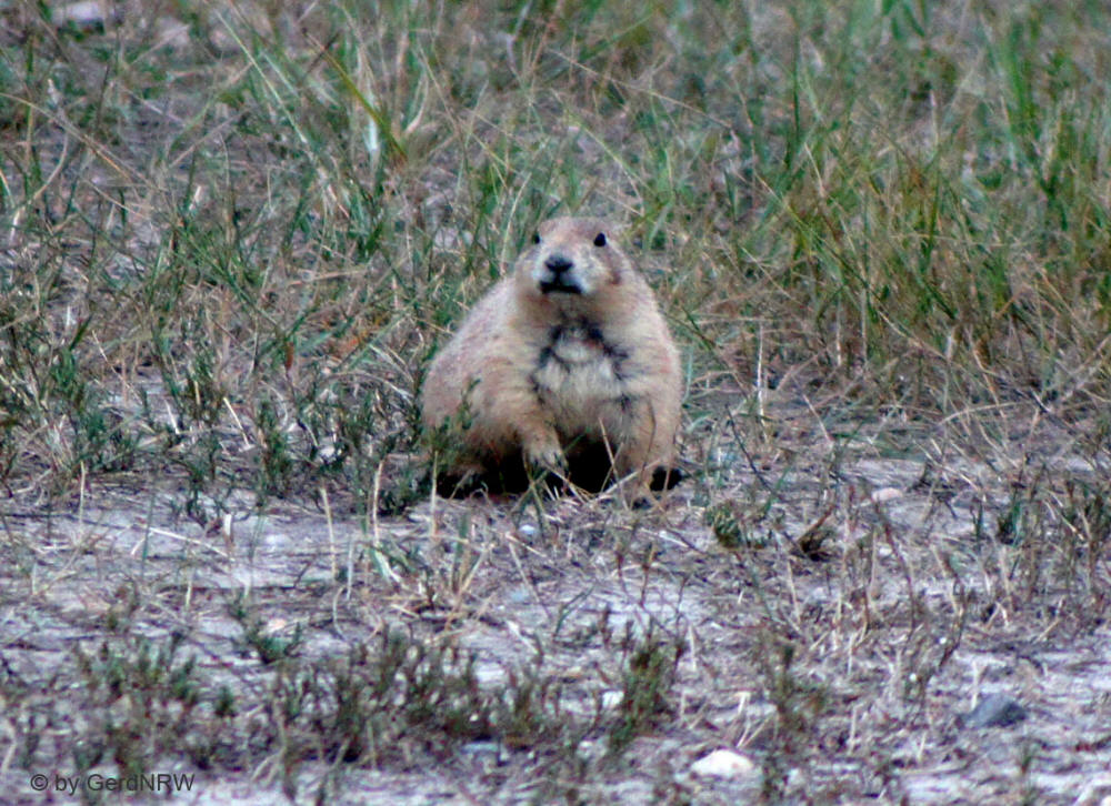 Prairie Dog (Präriehund),  Badlands Nationalpark, SD, USA
