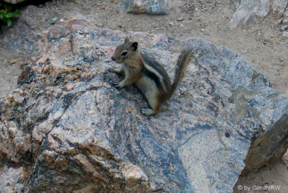 Chipmunk (Streifenhörnchen), Bear Lake Area, Rocky Mountains National Park, Colorado, USA