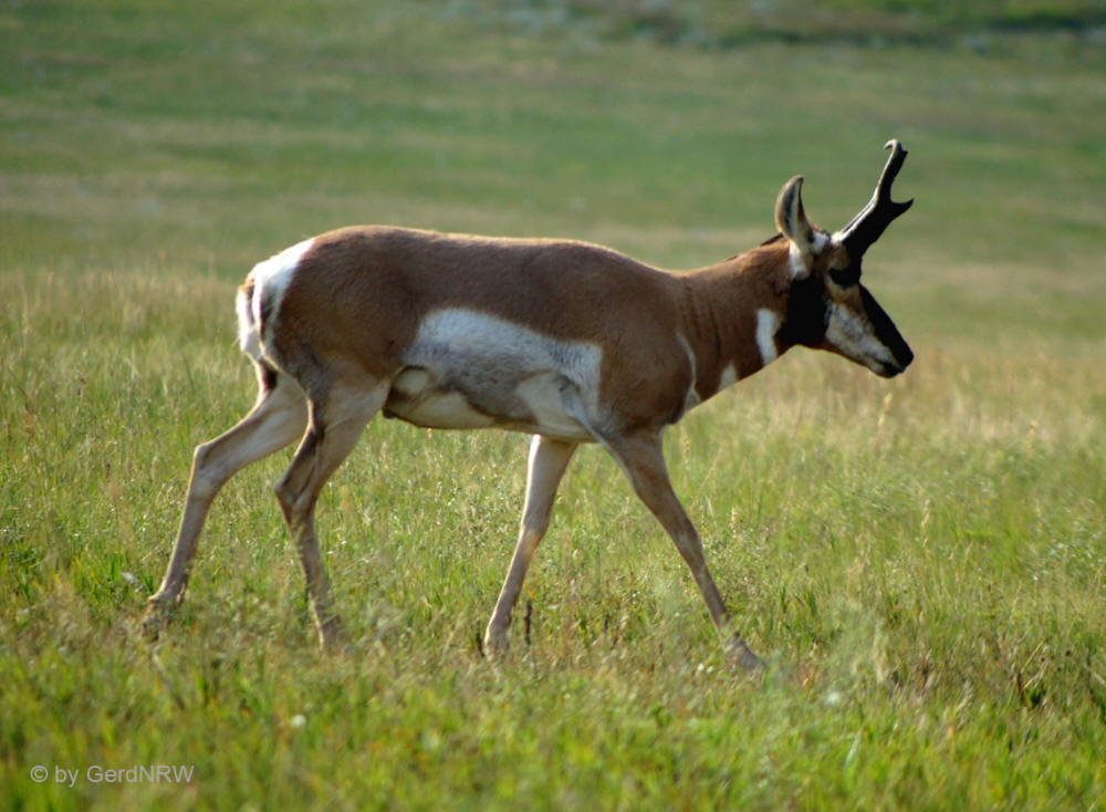 Pronghorn Antilope (Gabelbock) Wildlife Loop Road, Custer State Park, South Dakota, USA