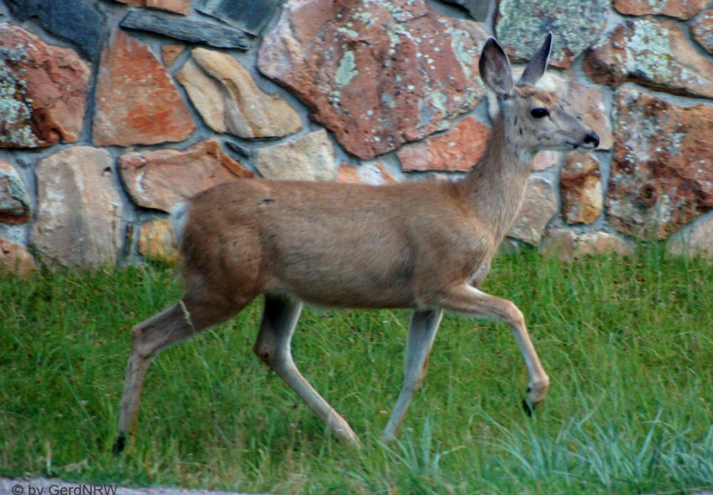 Mule deer (Maultierhirsch) Sylvan Lake Area, Custer State Park, South Dakota, USA