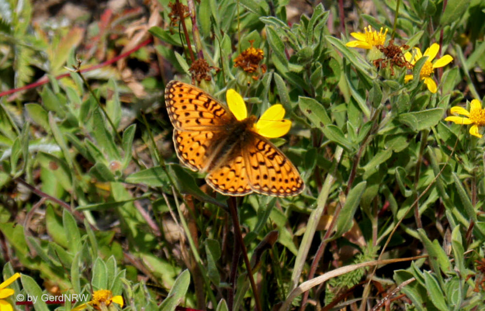 High Brown Fritillary (Feuriger Perlmutterfalter), Independence Pass, Colorado, USA