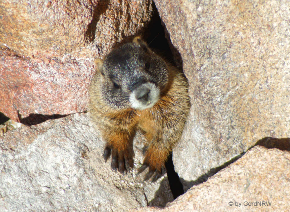 Yellow-bellied marmot (Gelbbäuchiges Murmeltier), Forest Canyon Overlook, Rocky Mountains National Park, Colorado, USA