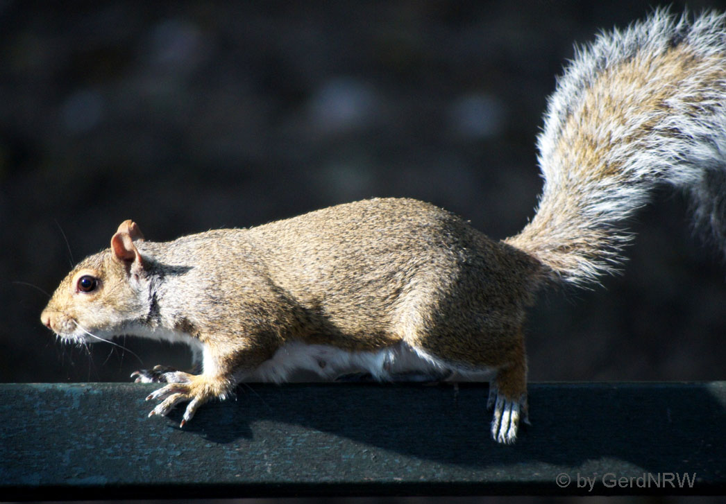 Squirrel (Eichhörnchen), Battery Park, Manhattan, New York, USA