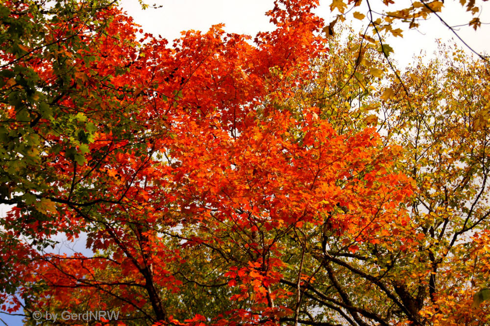 Fall Foliage (Indian Summer), White Mountains, New Hamshire, USA