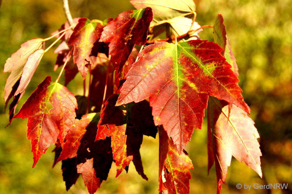 Fall Foliage (Indian Summer), Kancamagus Highway, White Mountains, New Hamshire, USA