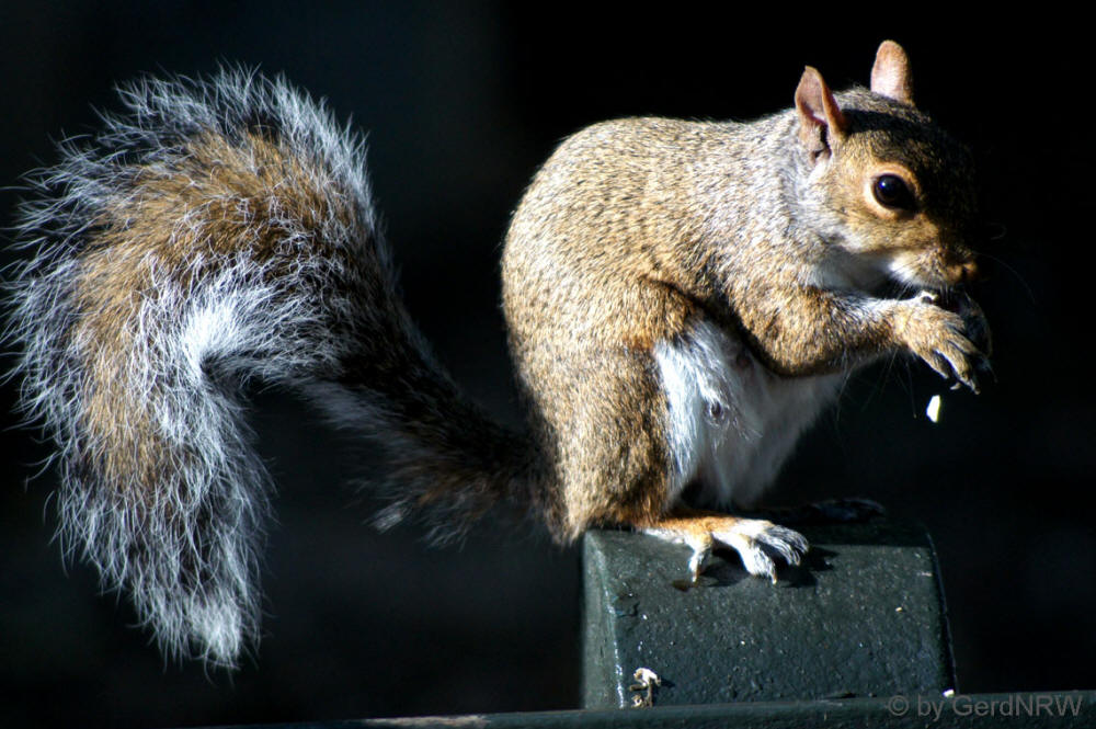 Squirrel (Eichhörnchen), Battery Park, Manhattan, New York, USA
