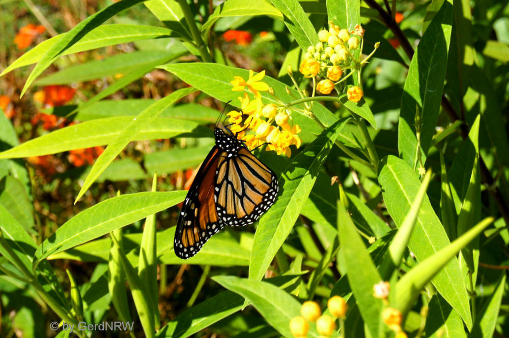 Monarch Butterfly, Place de la Dauversière, Montreal, Quebec, Canada - Monarch Schmetterling, Place de la Dauversière, Montreal, Quebec, Kanada
