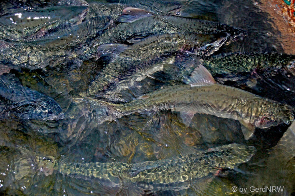 Pink Salmon (Buckellachse) close to Valdez Hatchery, Valdez, Alaska, USA