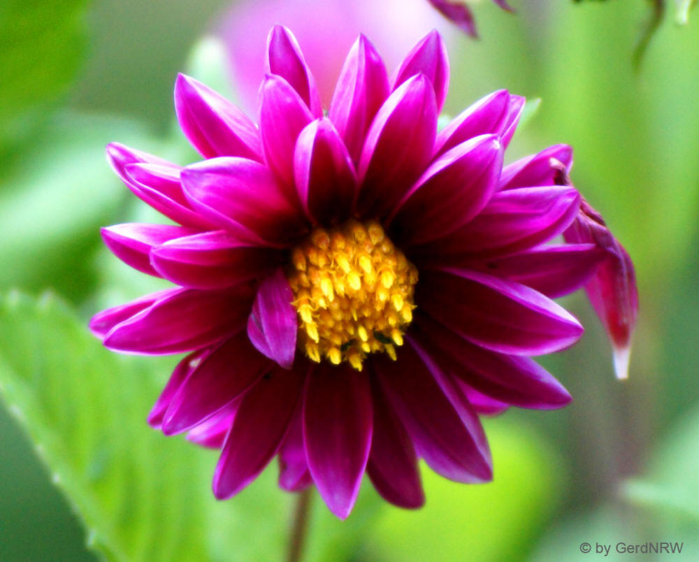 Dahlia - Dahlie