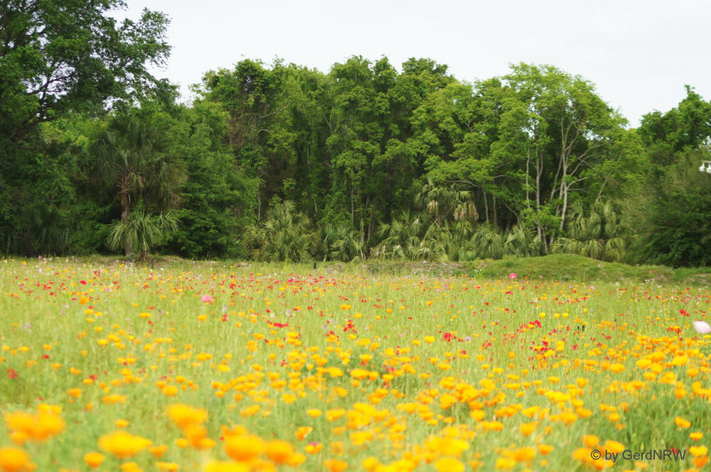 Wild Flower Field at Sea Pines Forest Preserve, Hilton Head Island