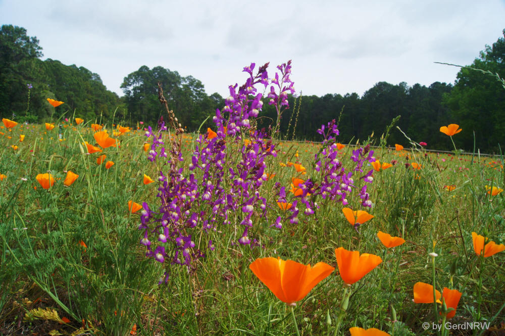 Wild Flower Field at Sea Pines Forest Preserve, Hilton Head Island