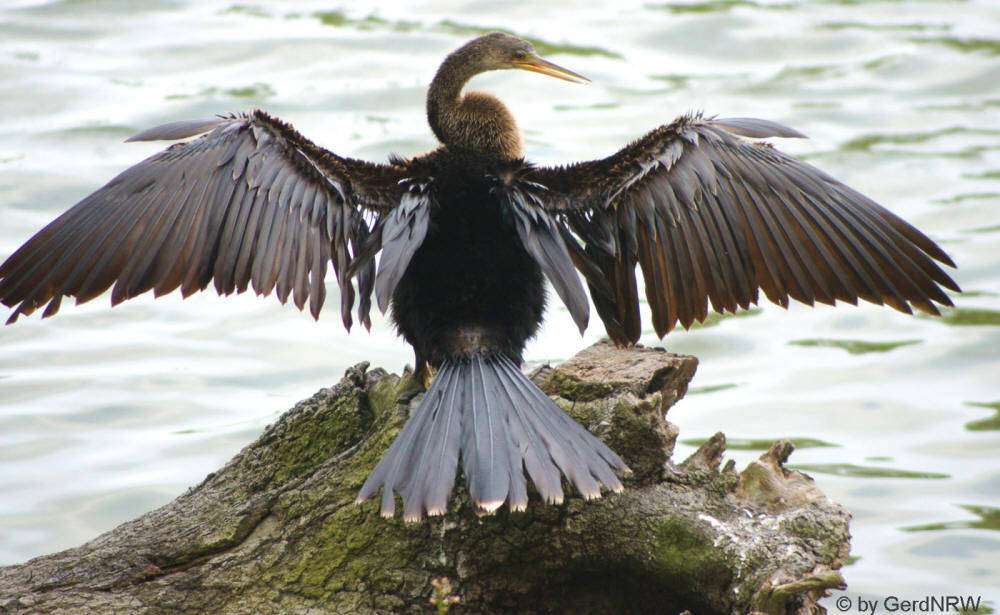 Anhinga (Amerikanischer Schlangenhalsvogel) at Sea Pines Forest Preserve, Hilton Head Island