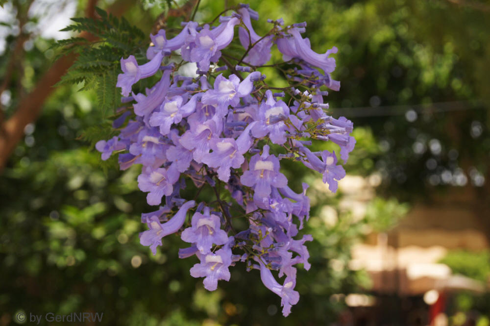 Paulownia tomentosa (Empress or Princess tree), Agadir, Morocco - Blauglockenbaum, Agadir, Marokko