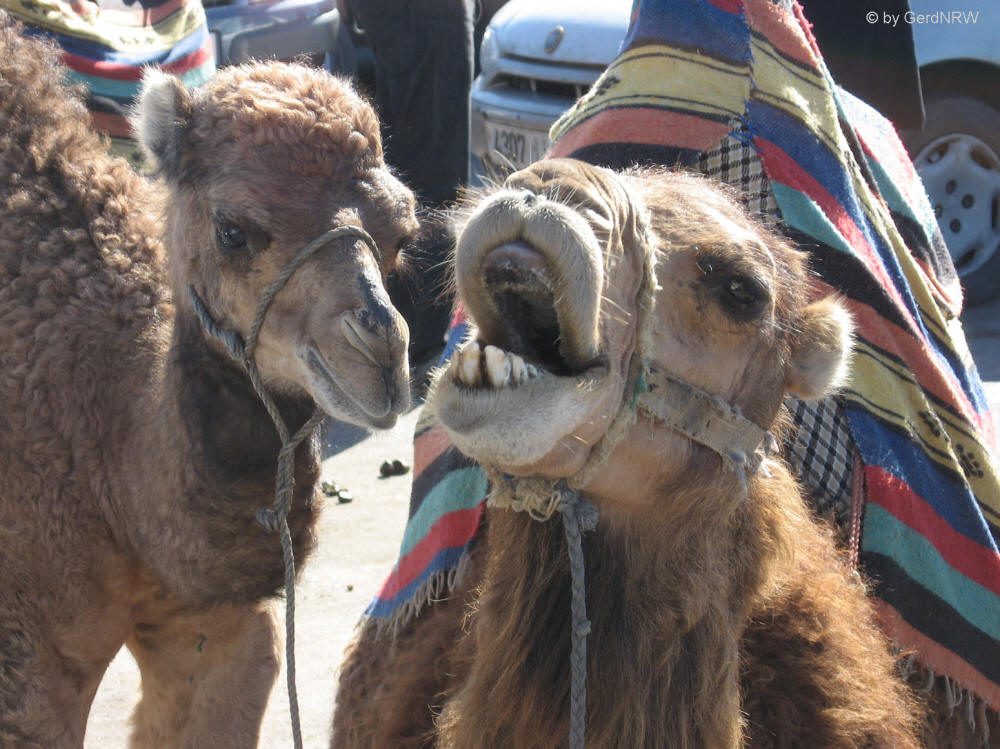 Dromedary near Tangier, Morocco - Dromedar in der Nähe von Tanger, Marokko