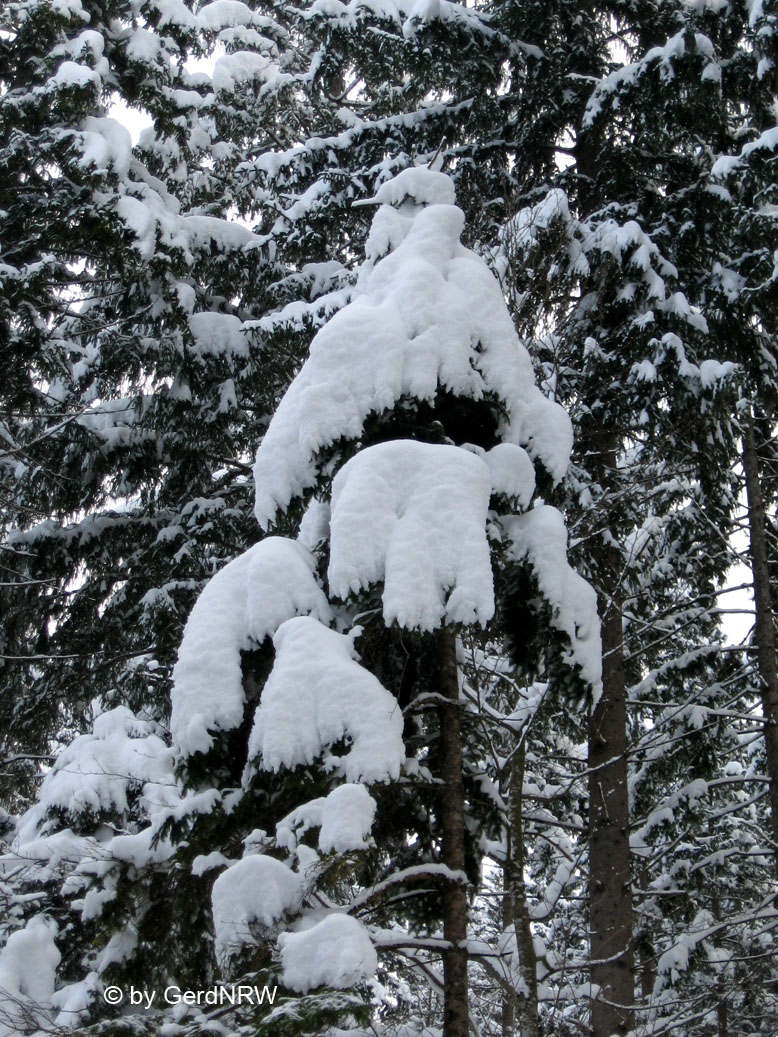 Forest near New Swanstone Castle deep in snow  (Tief verschneiter Wald in der Nähe von Schloss Neuschwanstein), Fuessen, Germany 