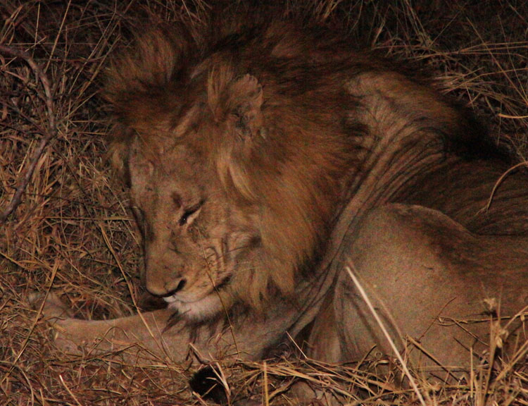 Lion