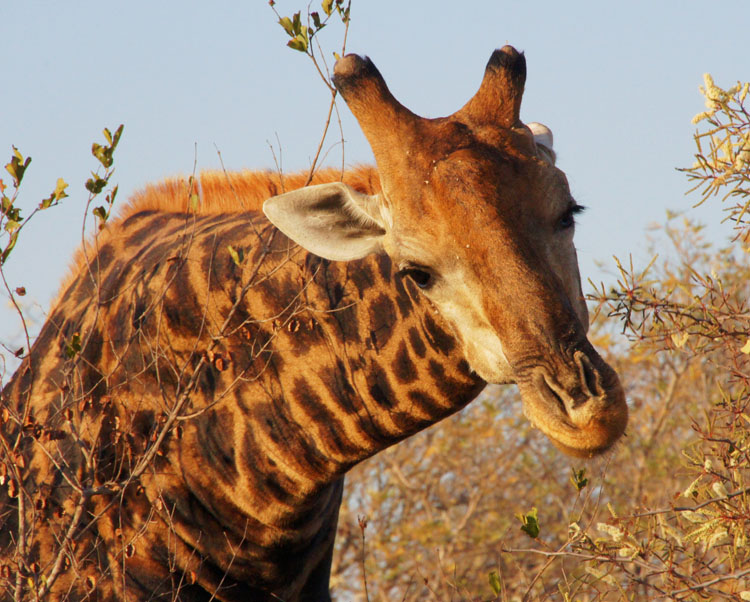 Giraffe