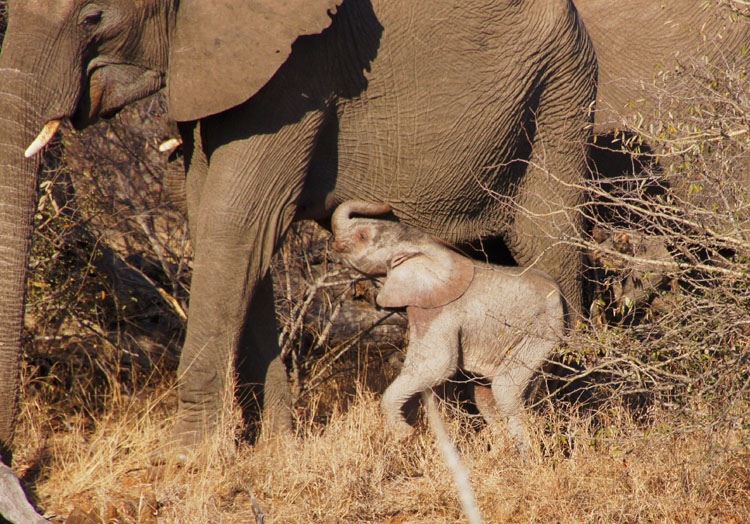 Baby Elephant